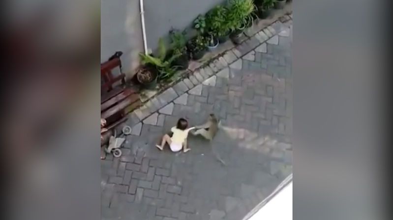 Opice na motorce se pokusila ukrást dítě